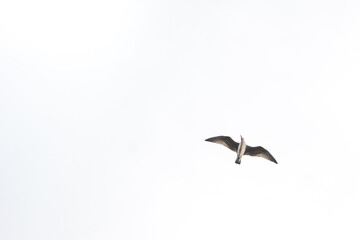 Seagull in flight with open wings and white background