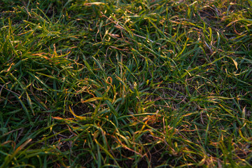 Detail of grass on sunset