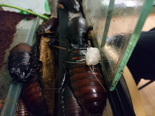 stage of life of cockroaches