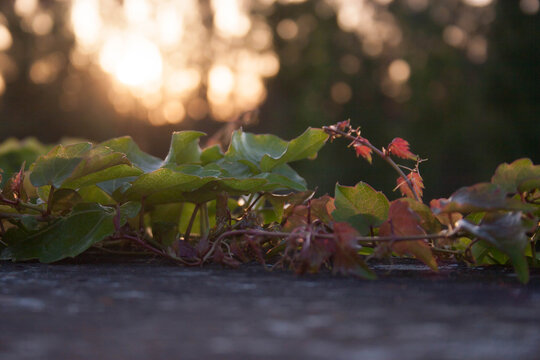 hojas de parra en la calle con fondo de puesta de sol y sombras de &aacute;rboles