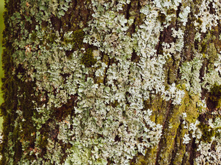 Acer platanoides | Dunkelbraun und grau Rinde mit längsrissig Struktur von Spitz-Ahorn oder...