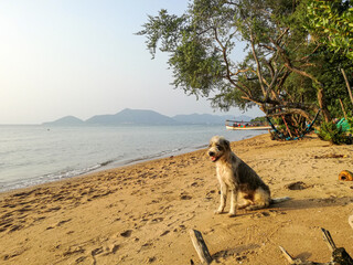 Dog sitting on beach at sunset