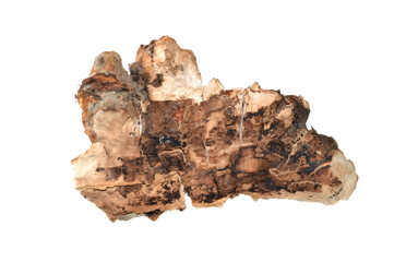 dry mushroom isolated on white background