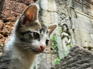 Stray cat candid in temple of Cambodia