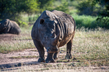 Fototapeta premium The white rhino (Ceratotherium simum) this rhino species is the second largest land mammal. It is 3.7-4 m in length