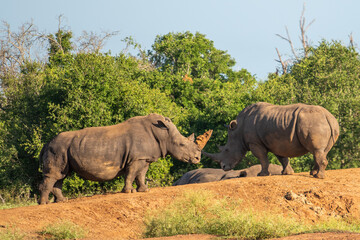 Fototapeta premium The white rhino (Ceratotherium simum) this rhino species is the second largest land mammal. It is 3.7-4 m in length