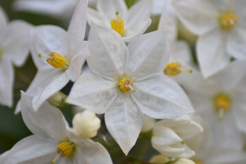 Blühender Jasminblütiger Nachtschatten (Solanum laxum)