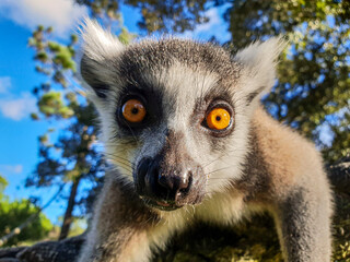 Vivid Selfie of a lemur © José Eduardo Fontes