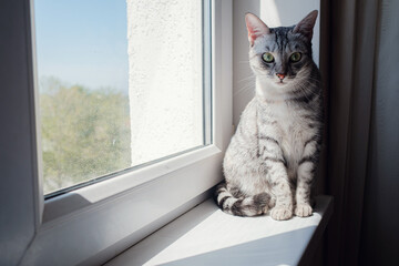 Beautiful grey cat sitting on windowsill and looking to a window