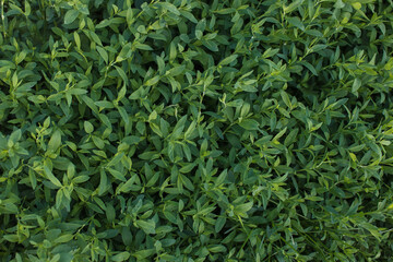 grass