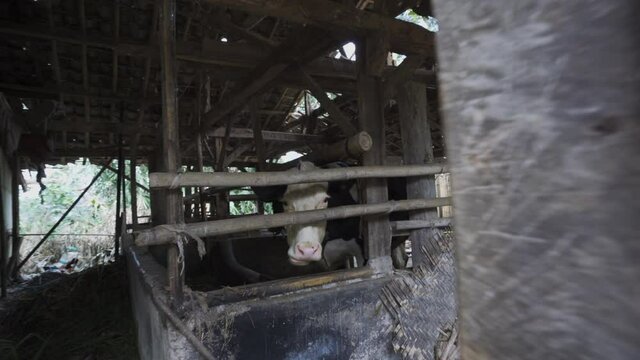 wide shot of a cow in a farm