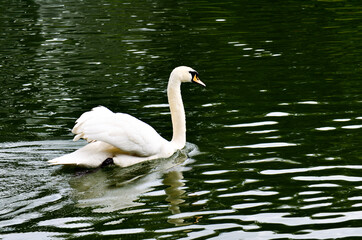 white swan swimming in the morning river