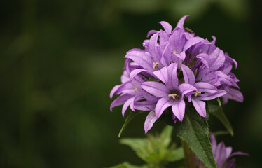 purple flower in the garden