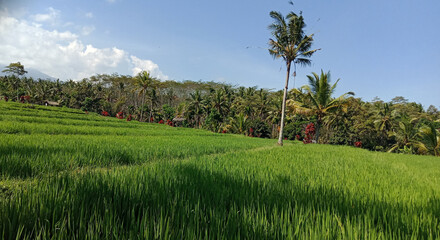 Fototapeta na wymiar My beauty rice fields in the morning