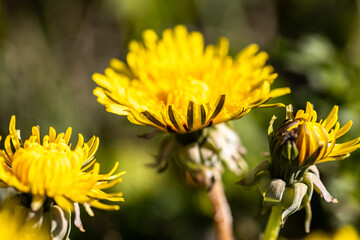 Yellow dandelion flowers Taraxacum closeup