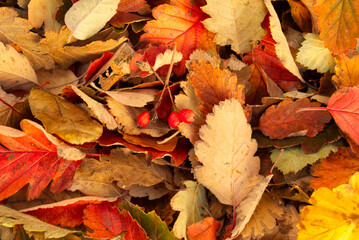 Bright multi-colored autumn leaves as a background.