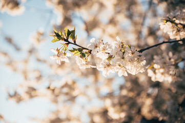 Beautiful blossoming tree on spring season. Close-up photo with great golden hour light.