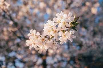 Beautiful blossoming tree on spring season. Close-up photo with great golden hour light.