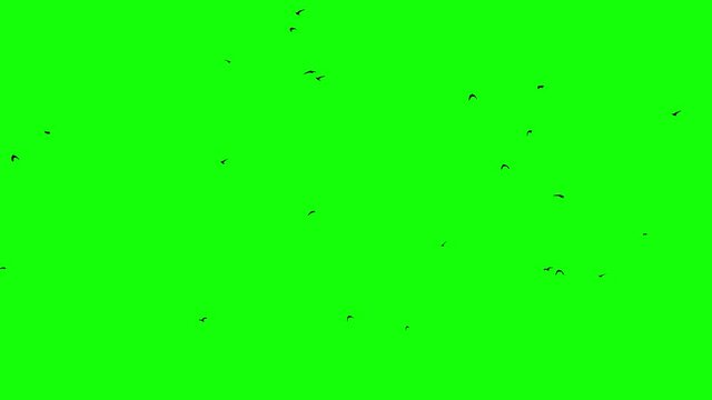 Loop ready seamless background Real-Time flight-in birds appear in the composition From right to left Green screen chroma key footage Flexible usage Silhouettes of the black ravens