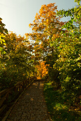 Fototapeta na wymiar Stone paved path in the autumn forest.