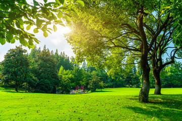 Green trees in the park