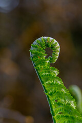 Close up of young fern with sun shining. Midsummer and June meadow themed photo. Dark brown background isolating the subject