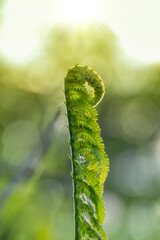 Close up of young fern with sun shining behind. Midsummer and June meadow themed photo. Warm sunlight
