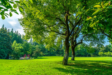 Fototapeta na wymiar Green trees in the park