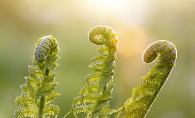 Close up of young ferns with sun shining behind. Midsummer and June meadow themed photo. Warm sunlight