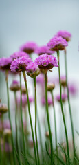 Tall panoramic photo of Armeria maritima (Sea Thrift) - pink spring flower. Shallow depth of field