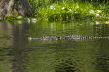 Alligator in Okefenokee Swamp, Charlton County, Georgia, USA