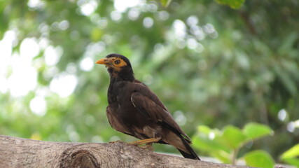 A yellow bird on a tree