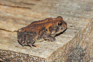 Southern Toad (Bufo terrestris) in Okefenokee Swamp, Charlton County, Georgia, USA