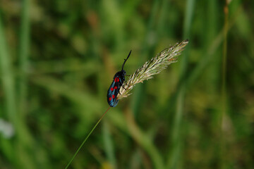 A close up of six-spot burnet (Zygaena filipendulae) on the spikelet of sweet vernal grass, natural blurred green background