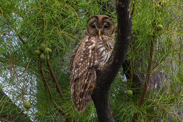 Barred Owl in Okefenokee Swamps, Charlton County, Georgia, USA