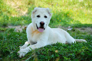Central asian shepherd dog cute nose close-up. Sweet Alabai puppy (Asian shepherd dog) playing in green grass. Young alabai - ancient breed central Asian dog used as shepherd to protect & guard duty