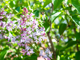 spring in city - blossoms between green leaves of Common Lilac in urban park on sunny day (focus on flowers on top of the blossoms)