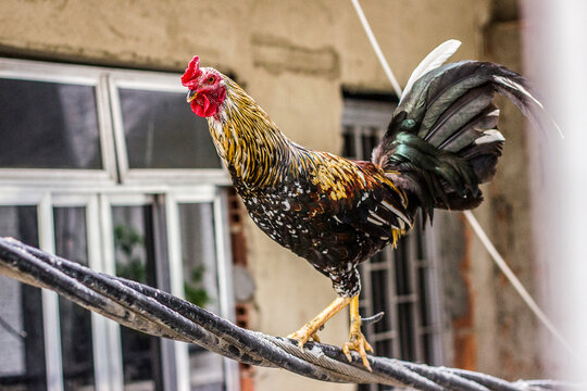 rooster climbing on a wire in a favela in Rio de Janeiro.