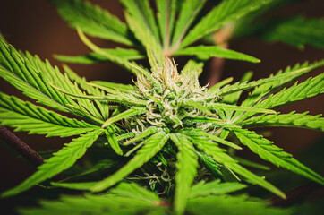 Planta de cannabis  o marihuana floresciendo