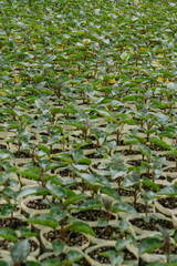 passiflora, plant shoots, plants ready to be planted