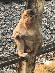 Obraz premium This is a monkey in Lopburi Province, Thailand. This monkey is lives in the city with people.