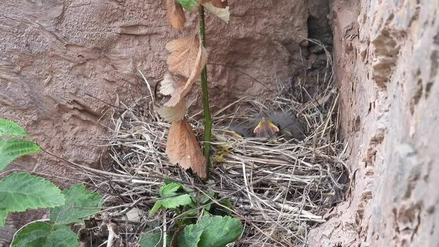 Zippammer (Emberiza cia) Junge im Nest