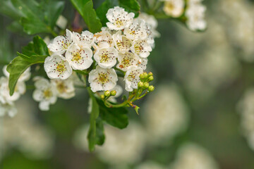 White, green Crataegus laevigata flower