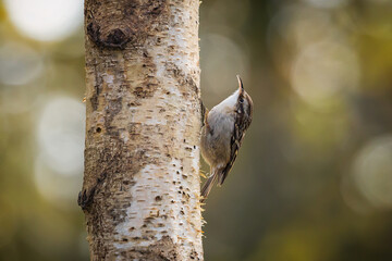 Short-toed Certhia brachydactyla