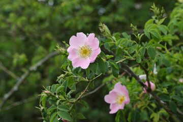 The wild rose Bush blooms in the spring