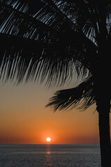 Palme mit Sonnenuntergang Blick aufs Meer in Phuket