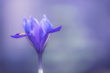 Fototapeta na wymiar One purple iris Reticulata flower isolated on a white background