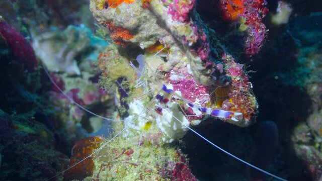 boxer shrimp on the reef in maldives