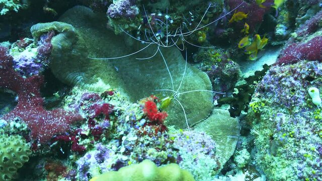 boxer shrimp on the reef in maldives