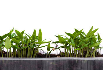 Obraz premium Young bell pepper seedlings in a transparent plastic container